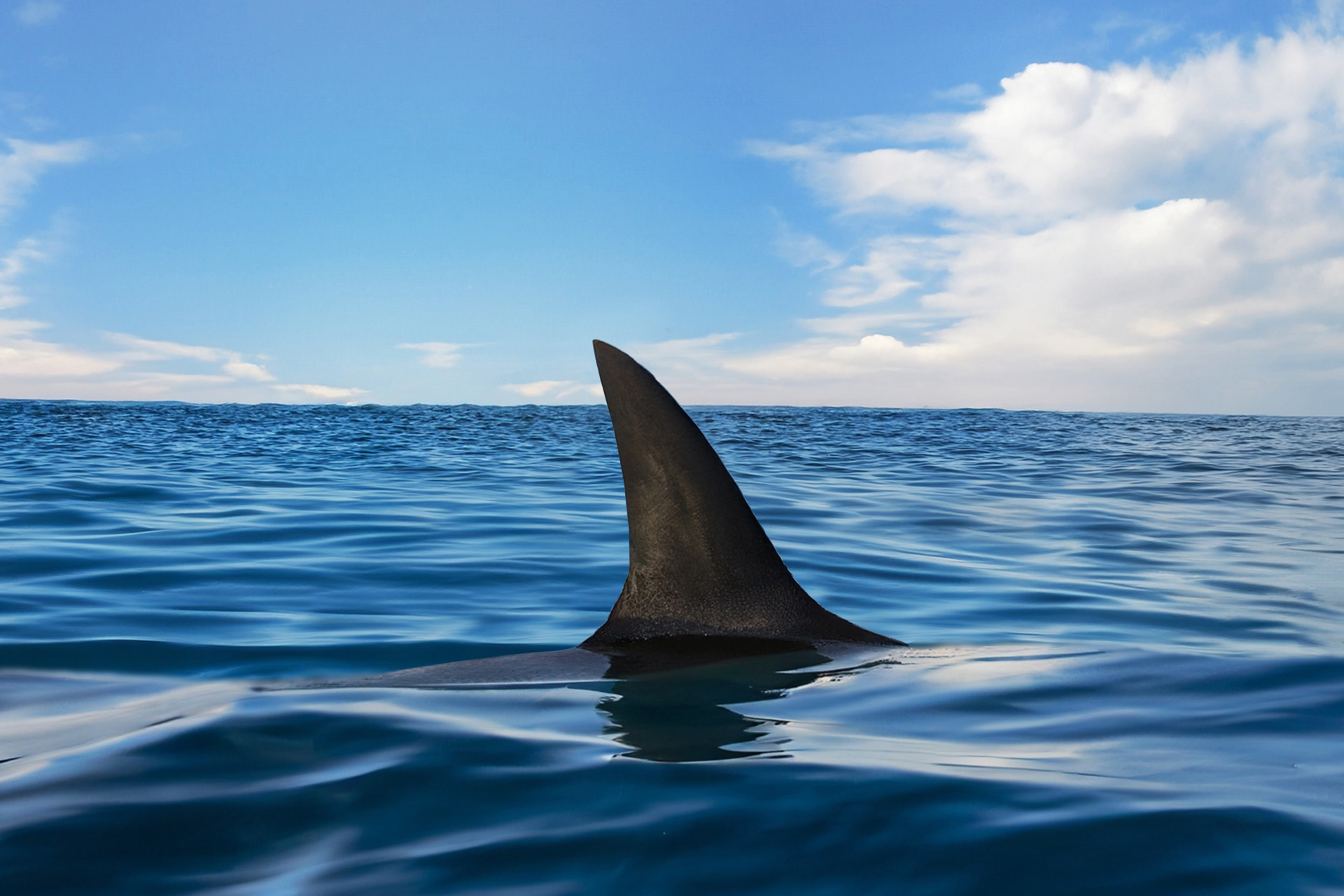 Fearful of a Jaws-Like Attack? Surgeons Share the Reality of Shark Bites